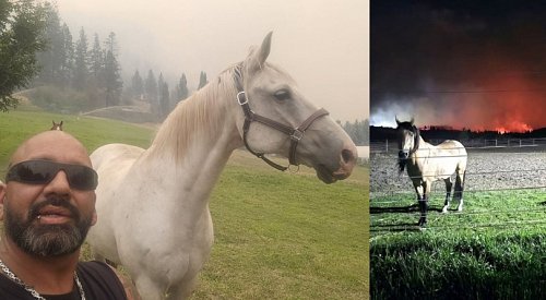 Meet Kaz, the guy who's rescuing horses from the wildfires